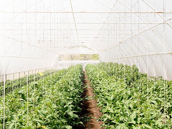 Livestock-Wealth-Connected-Garden