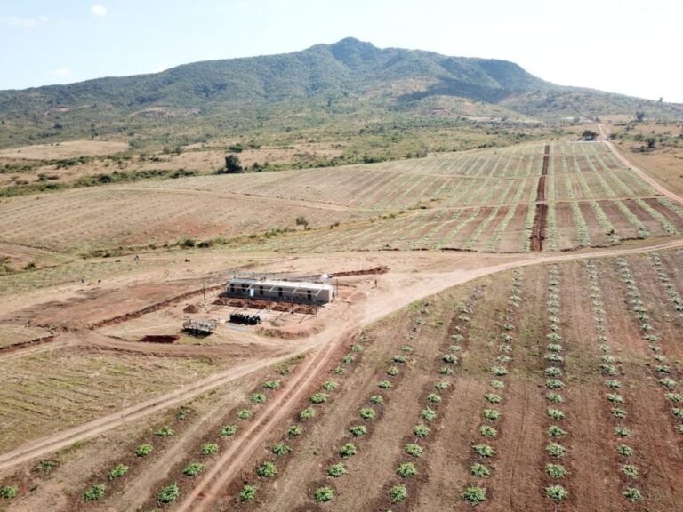 Tzaneen-Macadamia-Nut-Tree-Farm-5